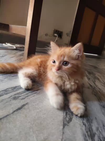 Beautiful kitten for sale fully trained 