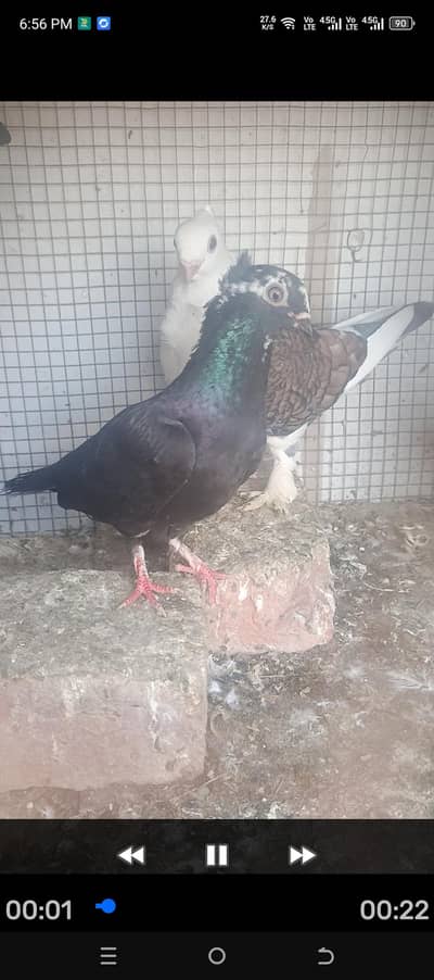 breeder pair Niki chunj Wala