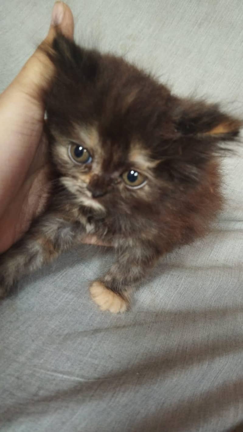 kitten 0
