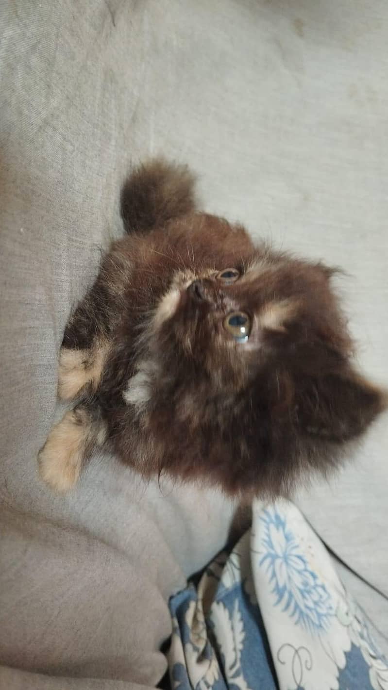 kitten 1
