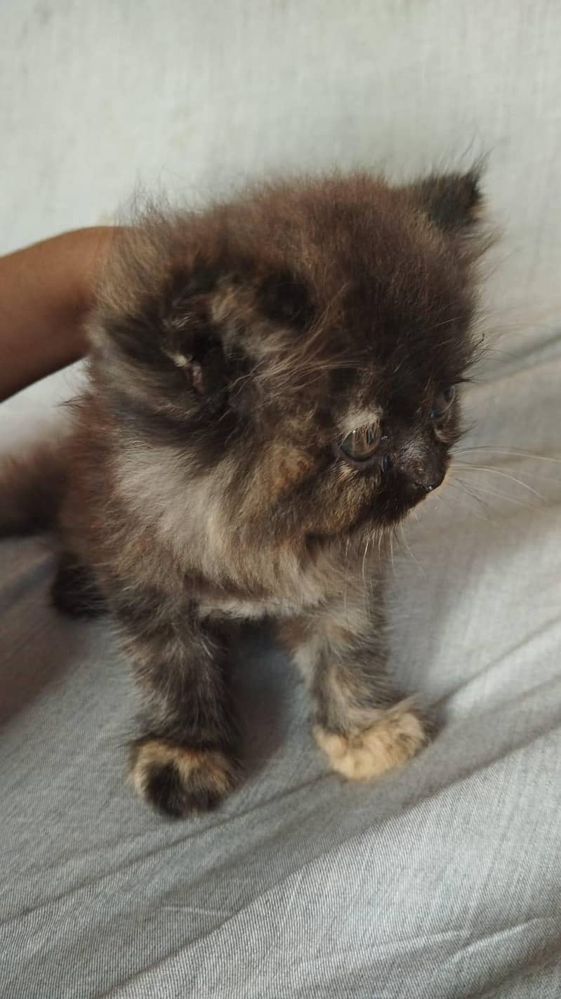 kitten 2