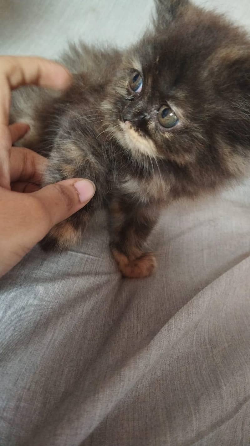 kitten 3