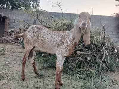 2 Makhi cheeni Female.