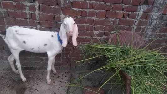 2 dant rajanpuri cross path for sale