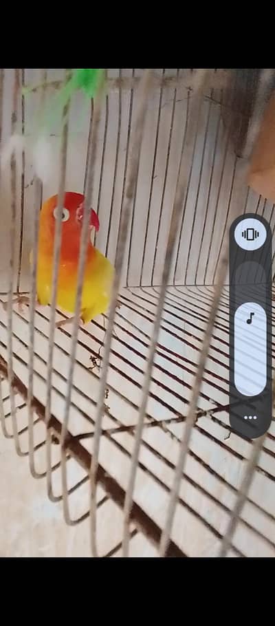 last love bird Jo konay main hay red chonch wala