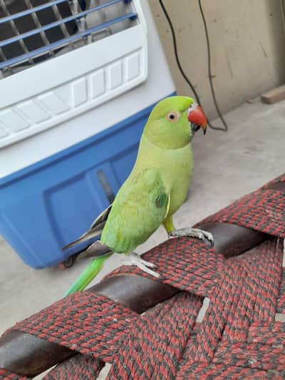 bolne wala mitho10k  xtra breedr sami tame femal bolne wali 8k