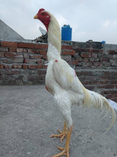 white king o Shamo