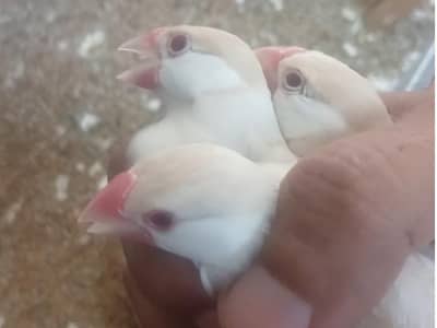 Pastel Fawn java Pastel Fawn bird