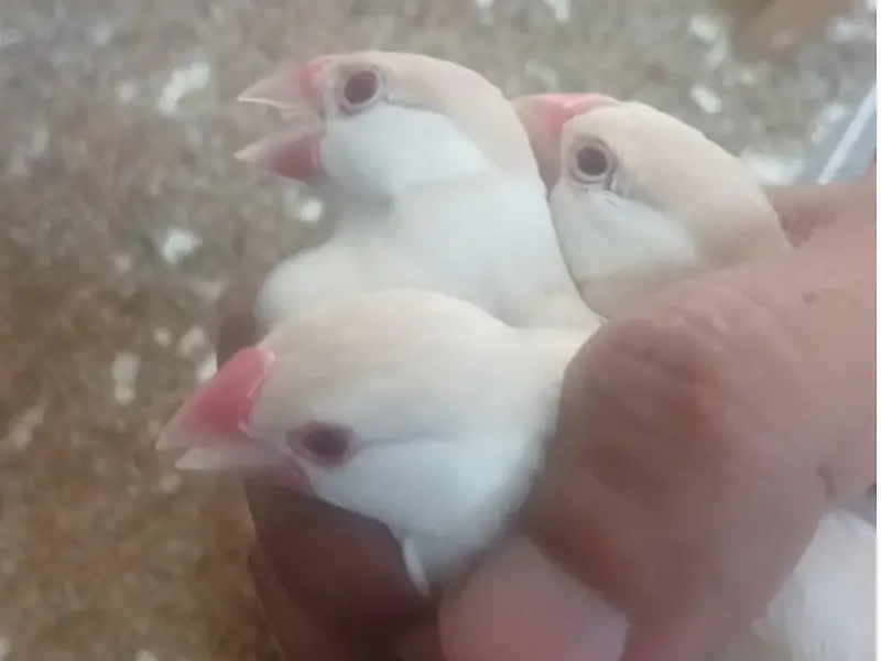 Pastel Fawn java Pastel Fawn bird