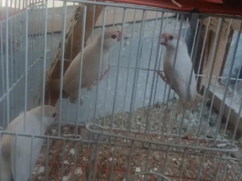 Pastel Fawn java Pastel Fawn bird — photo 2