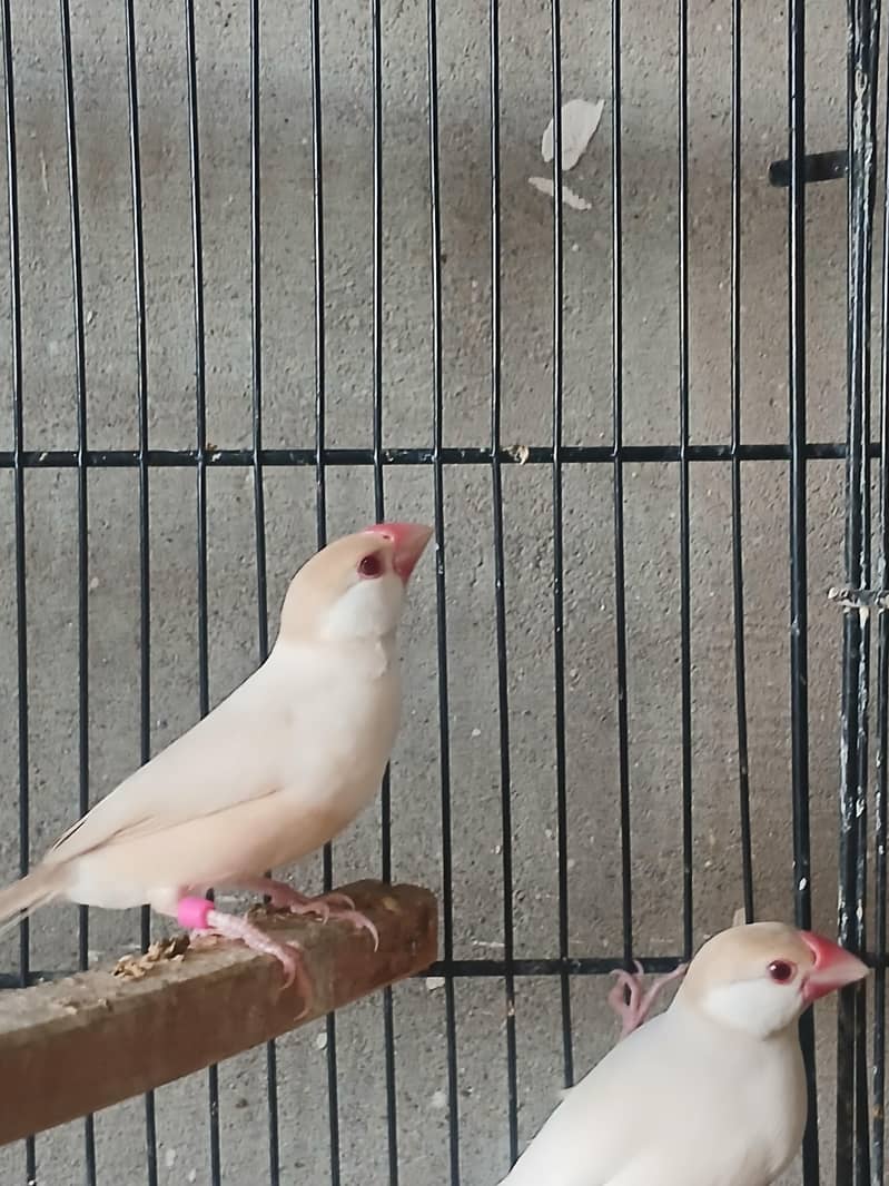 Pastel Fawn java 0