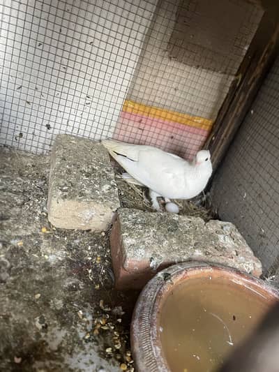 sentient breeder female for sale hy