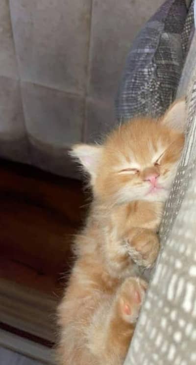 heavy furry long coated Persian kitten