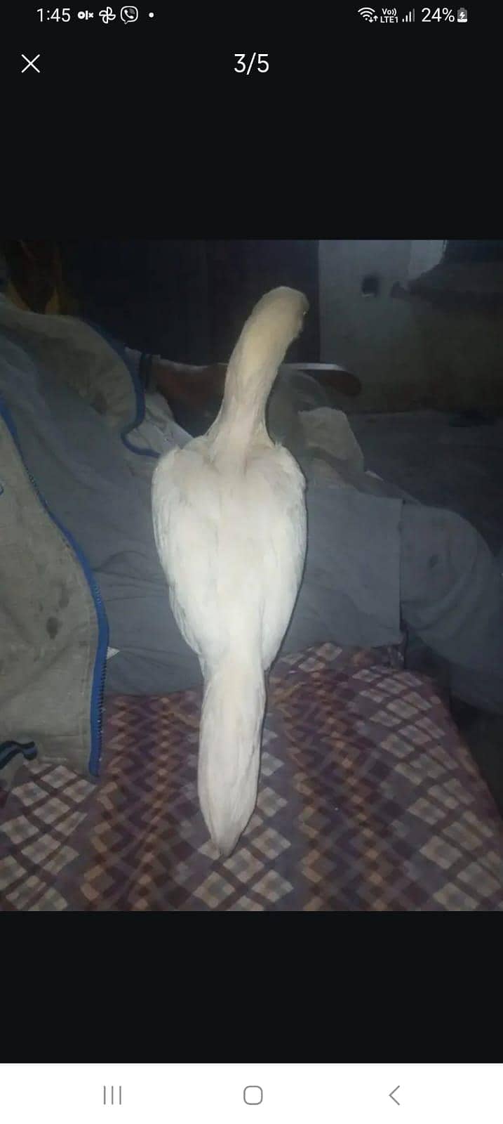 heera 1