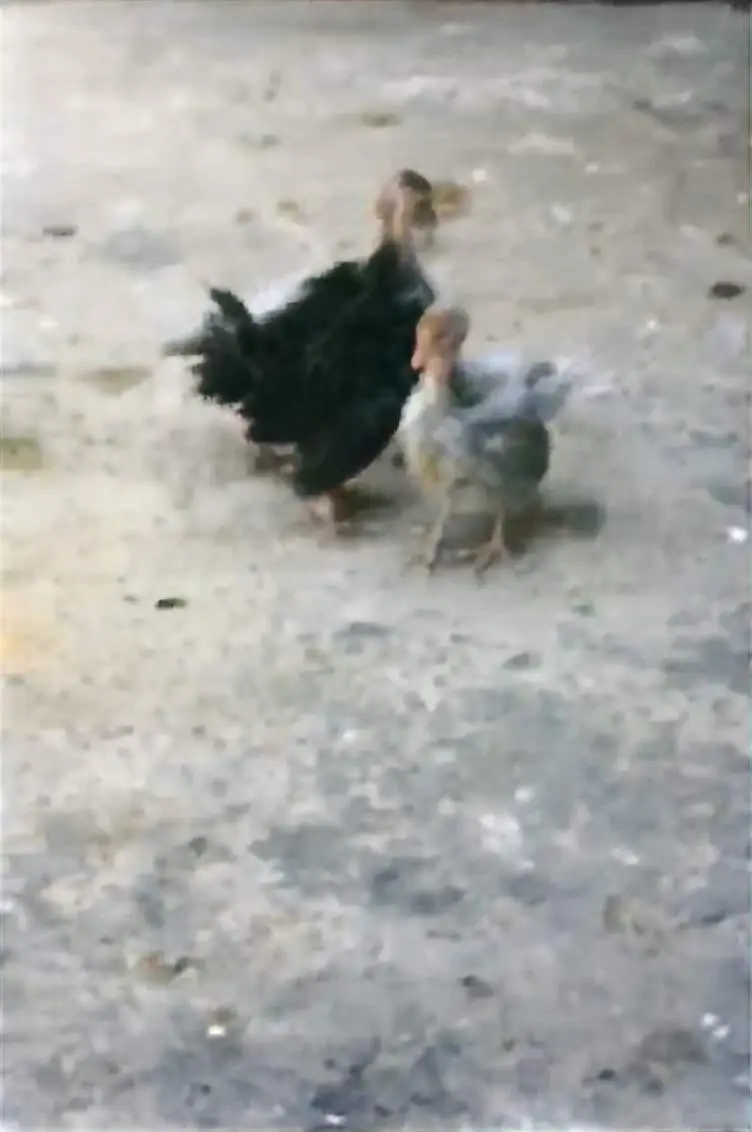 Black Turkey Breeder 1 Male  and 2 females + 4 chicks — photo 9