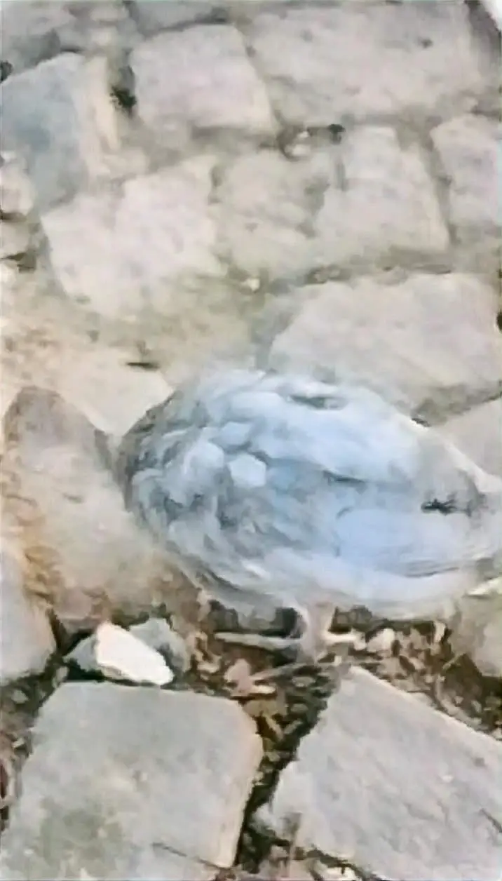 Black Turkey Breeder 1 Male  and 2 females + 4 chicks — photo 11
