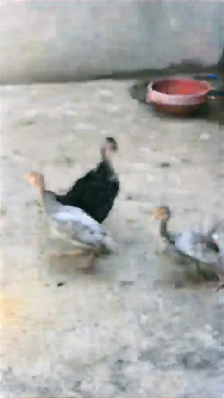 Black Turkey Breeder 1 Male  and 2 females + 4 chicks — photo 12