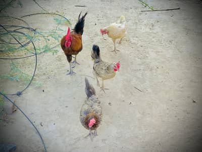 Healthy Desi Hens and Roosters for Sale