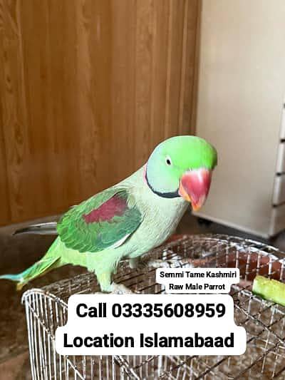 Semi Tame Kashmiri Raw Male Parrot In Reasonable Price