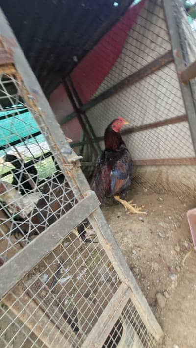 Aseel rooster plus 4 hens plus 10 chicks