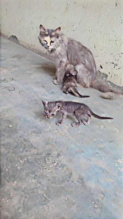 Persian cats hn 3 Bachy home breed