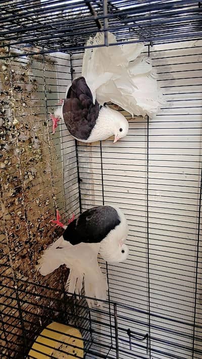 Two Males  English saddle lakky healthy and active