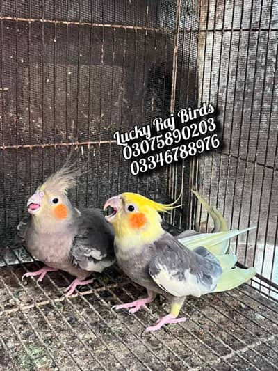 Parrots