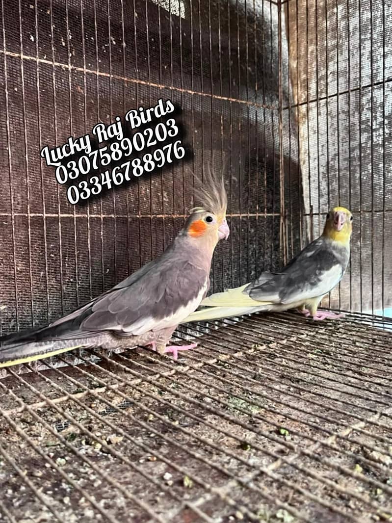 Parrots 1