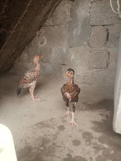 Aseel Chicks Pair pure