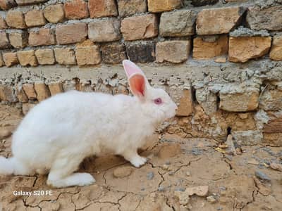 Newzelan white Rabbits