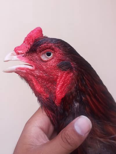 shajara murga