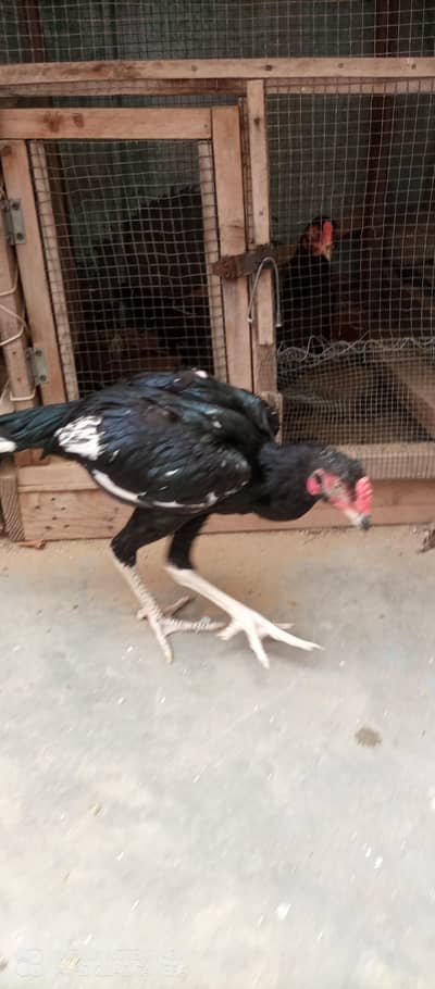 mainwalo mushka aseel