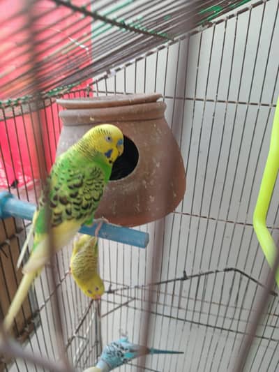 Healthy & Active Budgie parrots for sale [with or without cage]