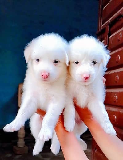 White Russian Pink Nose Puppies Available