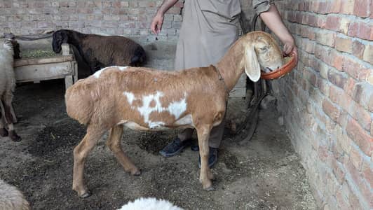 Kajla Chathra Kajli Chathri Dumba Dumbi For Sale