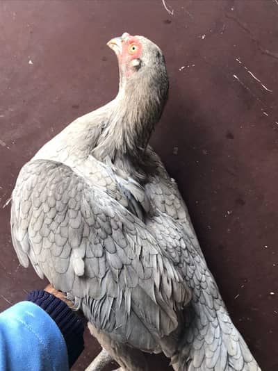 Sindhi salethi aseel hens / murgi eggs laying breeder