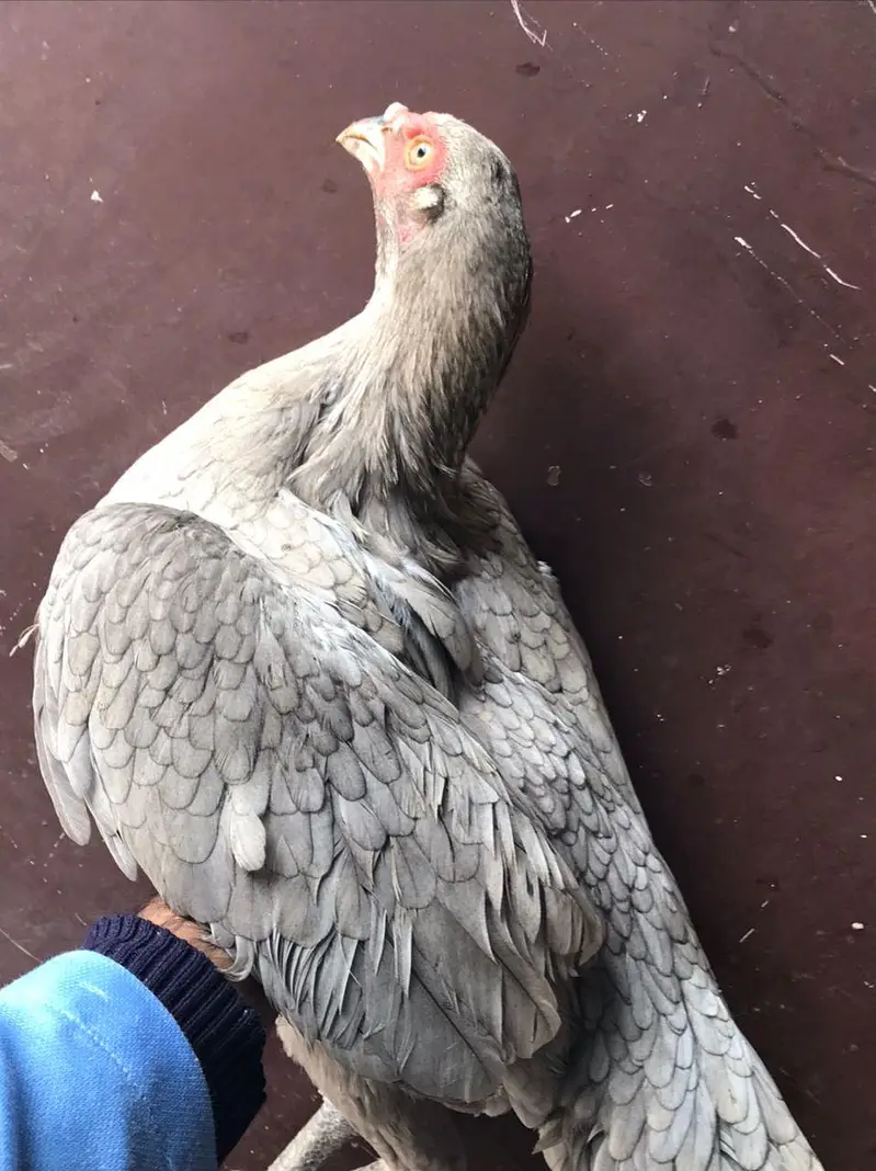 Sindhi salethi aseel hens / murgi eggs laying breeder