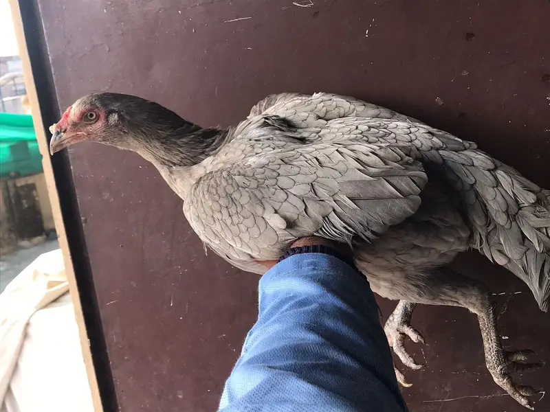 Sindhi salethi aseel hens / murgi eggs laying breeder — photo 3