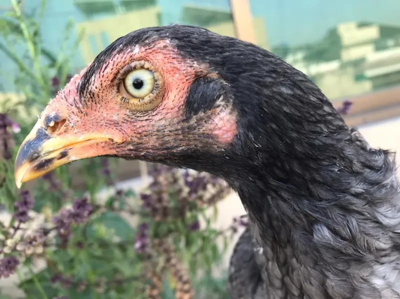 Sindhi salethi aseel hens / murgi eggs laying breeder — photo 4