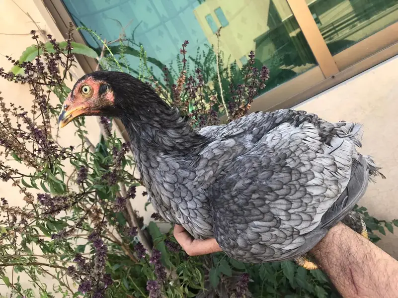 Sindhi salethi aseel hens / murgi eggs laying breeder — photo 5