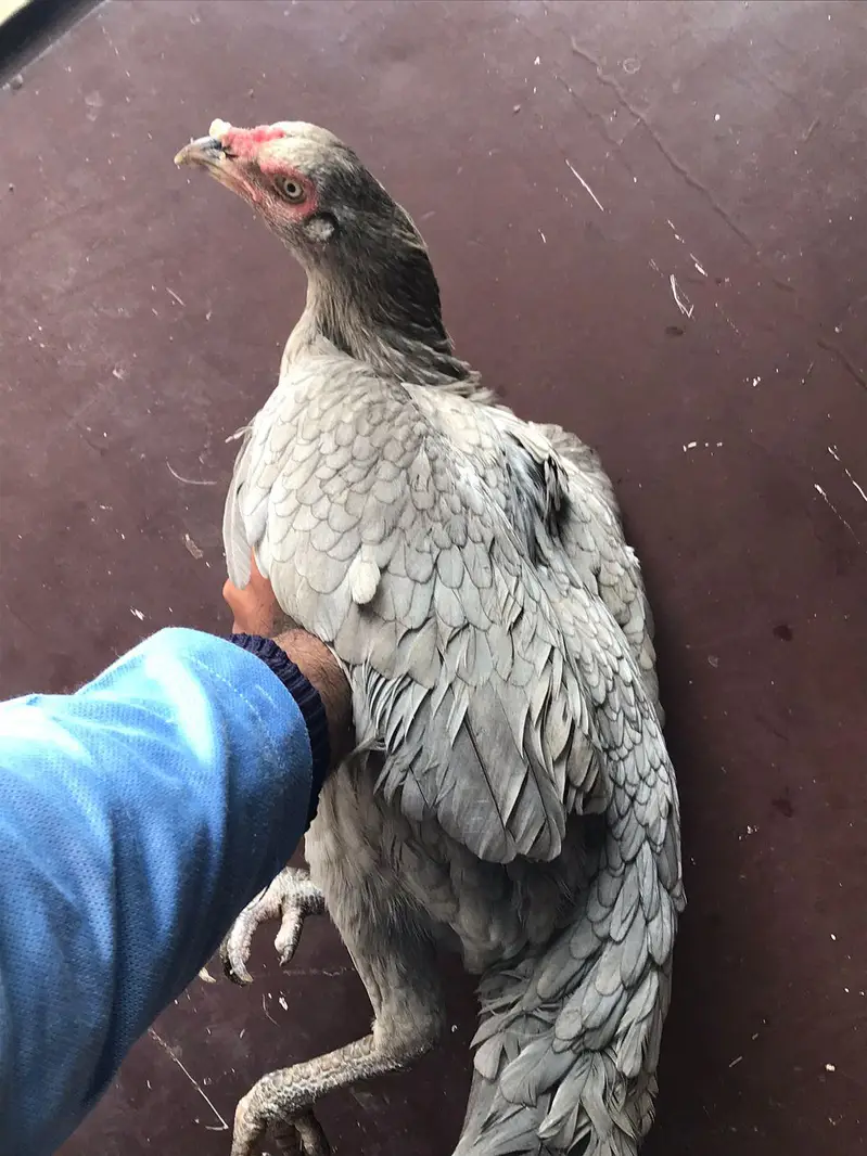 Sindhi salethi aseel hens / murgi eggs laying breeder — photo 7