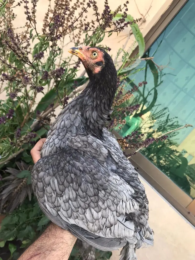 Sindhi salethi aseel hens / murgi eggs laying breeder — photo 9