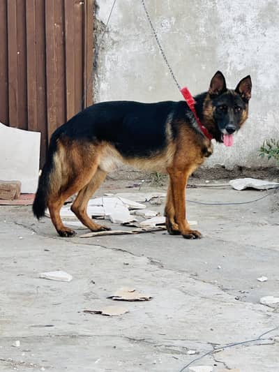 German shepherd dog