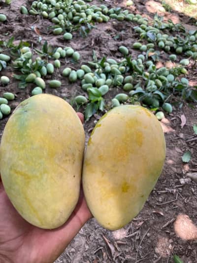 Premium Chaunsa Mangoes – Farm Fresh