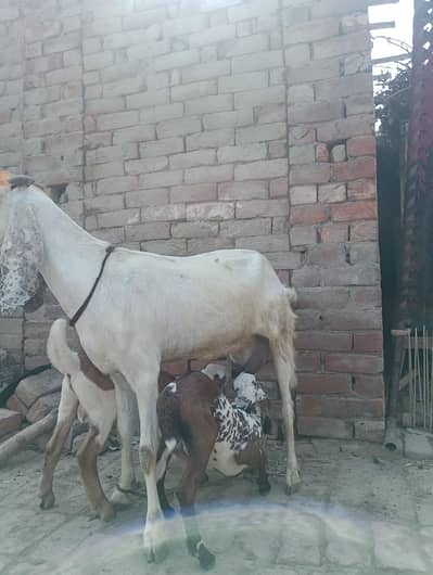bakri or 2 bachy Sath
