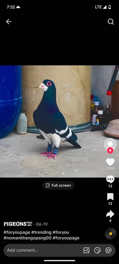 high quality pigeon