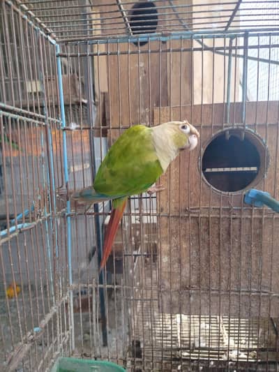 BREEDER FEMALE