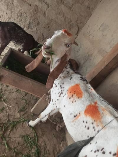 Bakri for sale 1+2=3