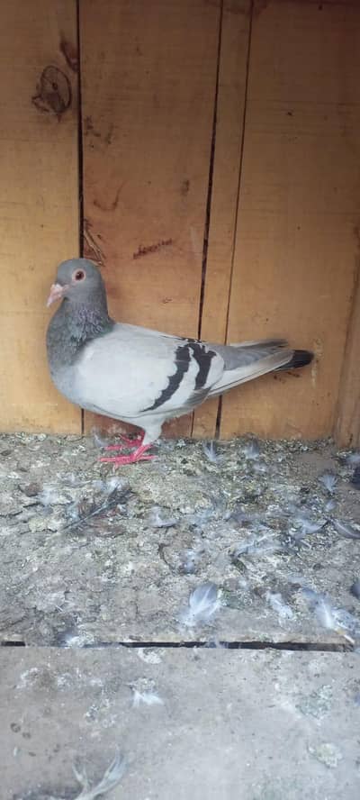 Homer Qasid Female