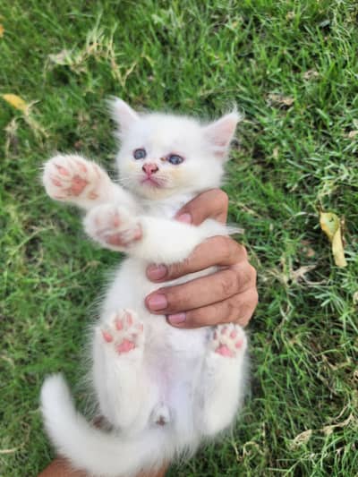 White Persian Tripple Coated Female